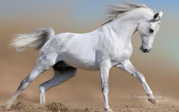 Animal Painting - caballo de pelea gris